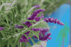 flowerw